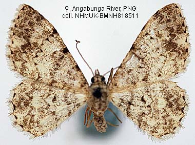 Papua Insects Foundation (Lepidoptera/Geometridae(Ennominae ...